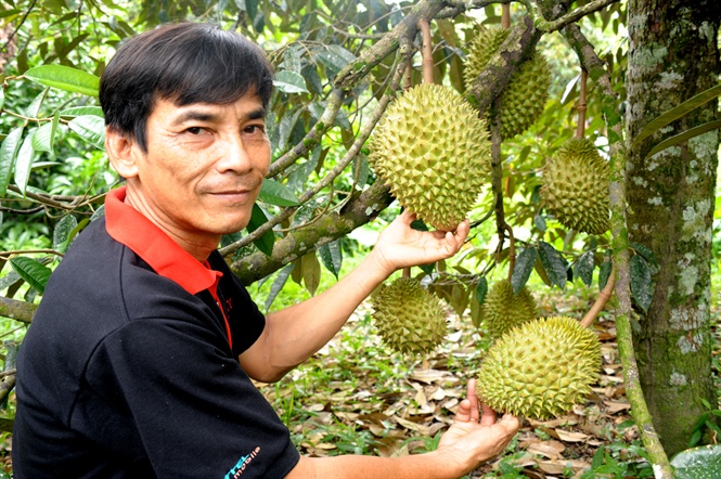 08-17-04_nh_1-_ong_thuc_dng_chm_soc_su_rieng