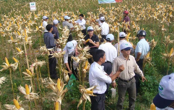 09-56-48_trong_ngo_tren_dt_lu_cy_cuong_dem_li_hieu_ich_kinh_te_co