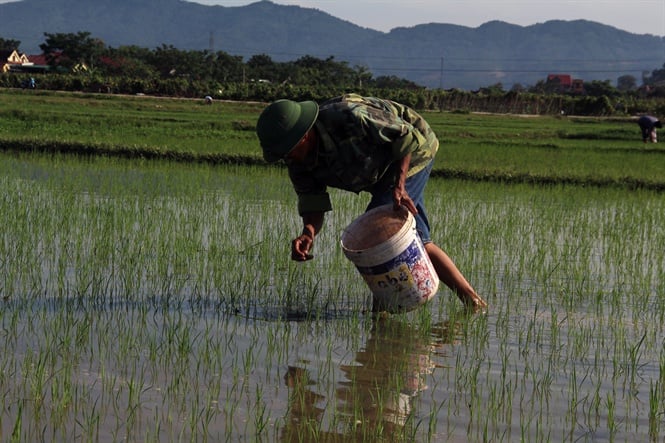 09-31-57_nguoi_dn_tp_trung_r_dong_tieu_diet_oc_buou_vng