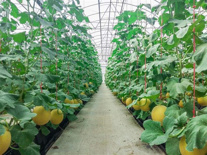 09-25-15_du-luoi-vinseed1