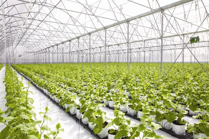 09-25-15_du-luoi-vinseed2