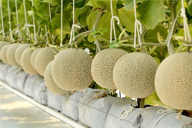 09-25-15_du-luoi-vinseed3