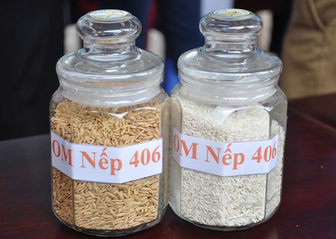 18-09-15_giong_om_nep_406_-_nh_hp