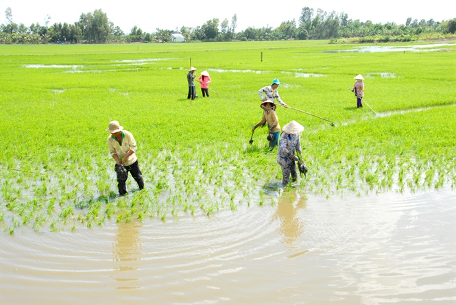 08-54-35_nh_-_khong_top-green_xu_ly_tot_dt_phen_cho_vung_dt_lu