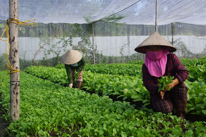 16-41-04_nong_nghiep_huu_co