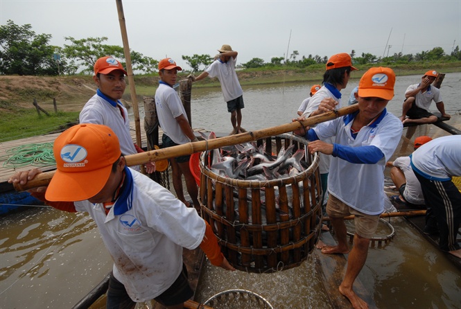18-49-45_nuoi_c_tr_globlgp_cu_cty_thuy_sn_viet_n_-_n_ging_-_nh_le_hong_vu_2