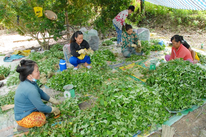 08-14-30_nh_4_-_thuong_li_den_tn_ruong_mu_ru