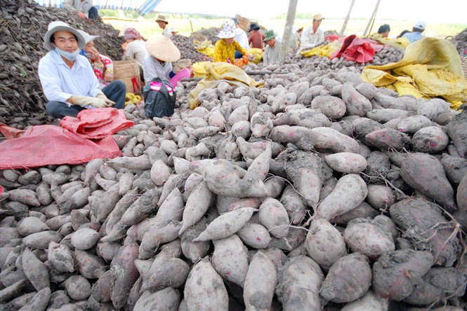 07-39-59_khoi_lng_o_vinh_long