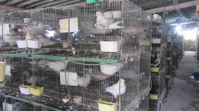 09-01-35_chim_nuoi_cho_sinh_sn