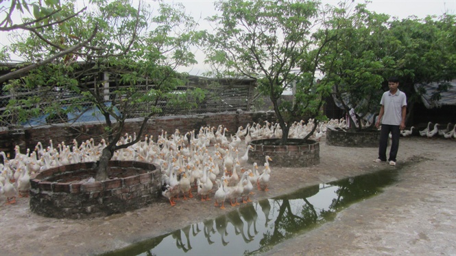 09-12-05_chn_nuoi_vit_n_ton_sinh_hoc_o_thon_do_dng