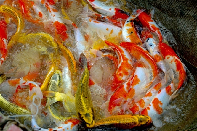 06-52-36_c-koi1