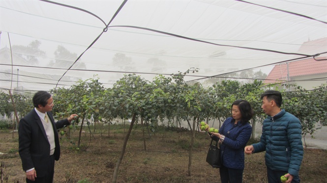 09-31-25_giong_11to_05_trong_trong_nh_luoi
