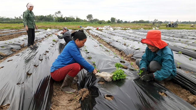 08-51-57_nong_dn_tho_xun_hoi_buoc_vo_vu_dong