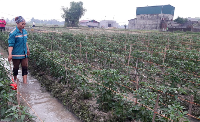 cung-voi-viec-sp-nhp-cn-chuyen-on-ho-tung-linh-vuc105104347