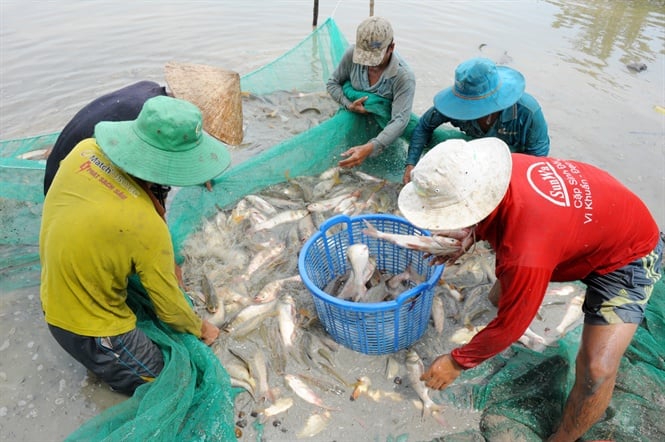 15-38-38_nh_3_nuoi_c_ruong_vu_co_thu_nhp_tu_1-12_trieu_dong_cong