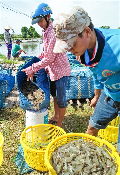 13-48-38_nuoi_tom_trung_nhung_kem_vui_vi_gi_gim_-_nh_xt
