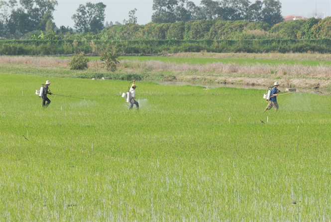 16-26-56_nh_2_ruong_lu_tuoi_tot_v_sch_co_luon_l_mong_muon_cu_nh_nong