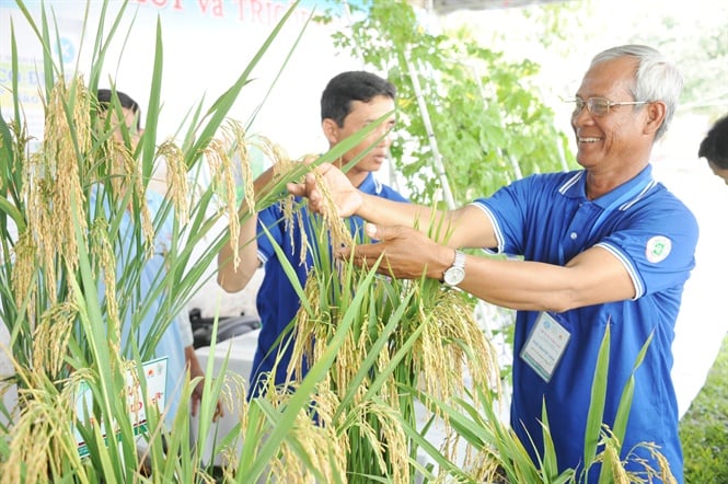 15-21-36_nh_2_tuy_nhien_vu_lu_ny_gi_giong_lu_cht_luong_co_tng_gi_15-20_nhung_nong_dn_vn_tim_mu