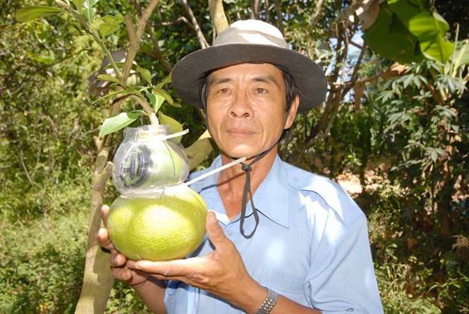 15-29-52_nh_-_nong_dn_chm_soc_buoi_ho_lo_bn_tet