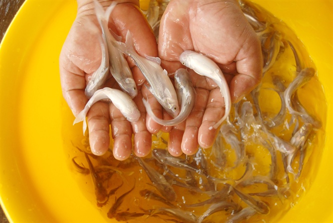16-53-47_uong_nuoi_c_tr_giong_o_long_n_-_nh_le_hong_vu_1