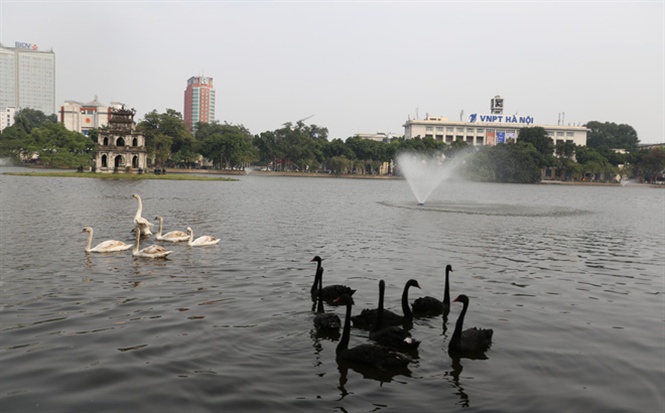 16-01-05_12-con-thien-ng-duoc-th-o-ho-guom-nh-cu-soh