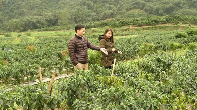 09-55-47_mo-hinh-trong-ot-xut-khu-ti-xom-ne-x-thuong-bi-cho-thu-nhp-co
