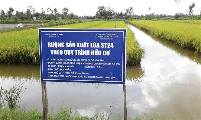 17-23-45_ruong-lu-st24-sn-xut-theo-qui-trinh-cnh-tc-huu-co