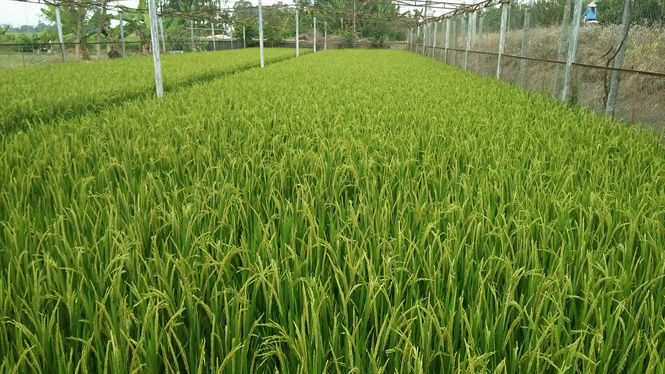 09-34-41_nh_2_-_cnh_dong_sx_lu_giong_cu_cty_cp_giong_cy_trong_dt