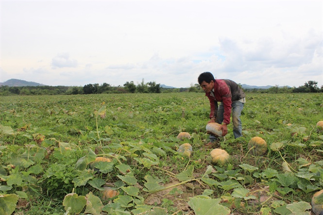 08-15-34_bi_nh_nh_huynh_chin_vng_ngoi_ruong
