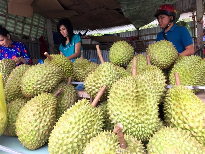 14-34-36_nh_2_-_trong_su_rieng_theo_huong_huu_co