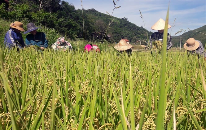 13-31-28_dong_bo_mong_muon_duoc_mo_rong_dien_tich_j02
