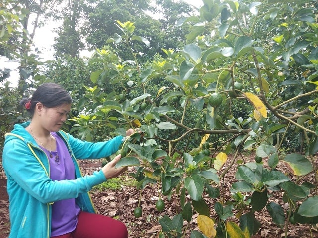 13-39-33_chi_vu_thi_thuy_x_i_dreng_huyen_chu_puh_co_2_h_cy_n_qu_cho_thu_nhp_co