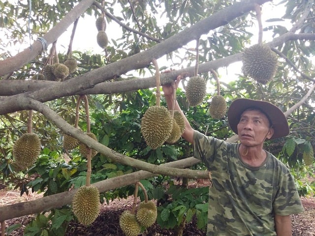 13-39-33_xen_cnh_su_rieng_trong_khong_trong_vuon_c_phe_ong_chuy_co_them_250_trieu_dong_moi_nm