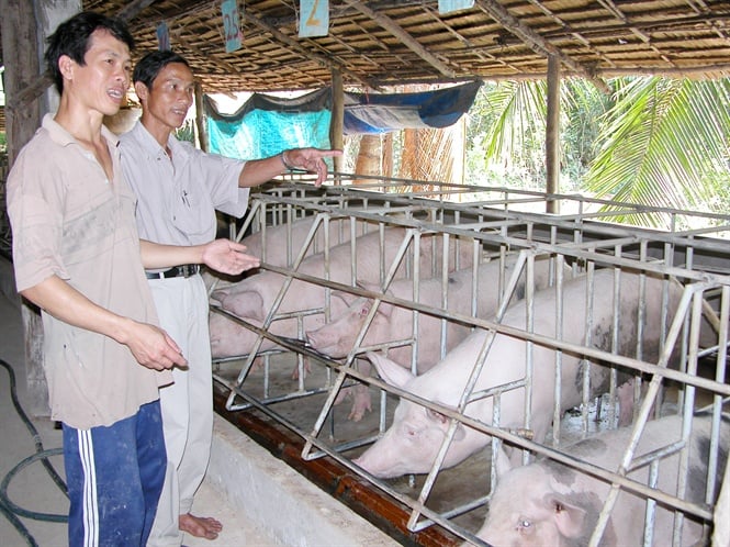 13-31-10_nh_1_voi_muc_gi_ny_nguoi_nuoi_li_tu_15-2_trieu_dong_moi_con_khi_xut_chuong_con_100kg