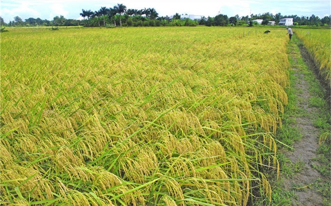 15-49-46_cnh_dong_lu_thom_st_vo_mu_chin_ro_-_nh_duong_minh_hong