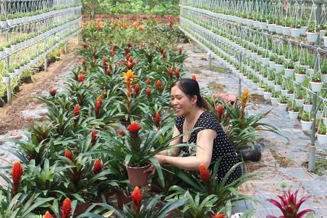 13-55-29_3_chi_nguyen_thi_ng_dng_chm_soc_cc_loi_kieng_bong_trong_o_tng_duoi_dt