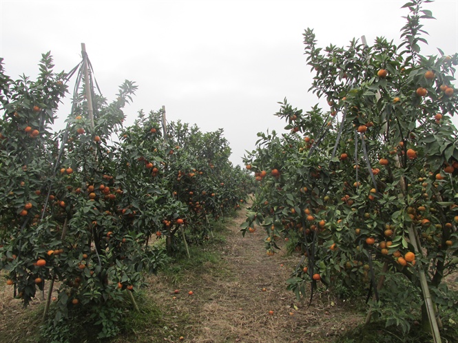 09-39-12_cnh_dong_lon_sn_xut_cm_vietgp_o_x_phu_thuy_gi_lm_-_h_noi