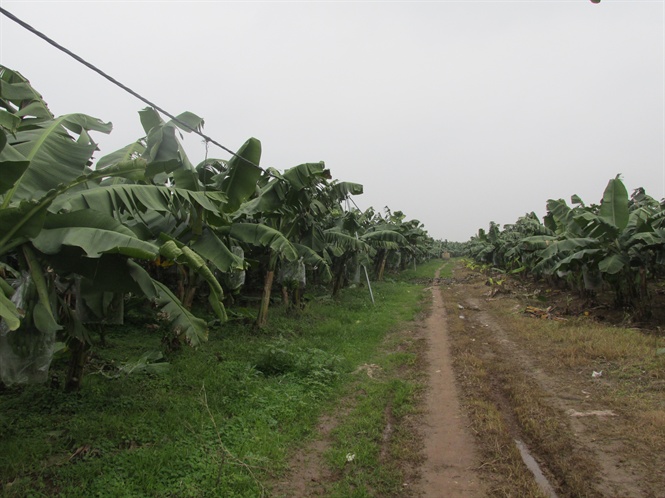 09-25-51_cnh_dong_chuoi_cu_gi_dinh_nh_tun_o_x_huong_non