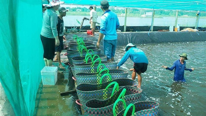 10-50-09_bc_lieu_hien_co_khong_10_donh_nghiep_p_dung_sn_xut_nuoi_tom_theo_mo_hinh_ung_dung_cong_nghe_co