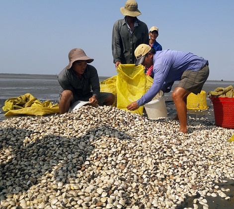 10-28-34_hien_cc_htx_nuoi_ngheu_o_tinh_ben_tre_dng_khn_truong_thu_hoch_ngheu_nh_tri_qung