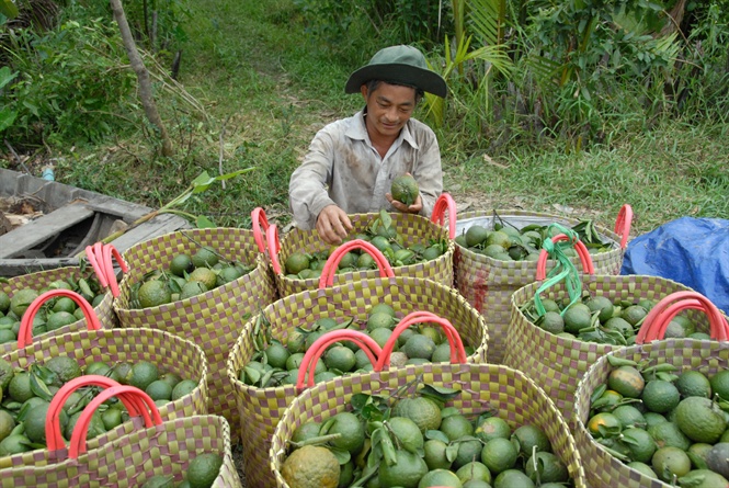 13-27-31_nh_1_-_nh_nong_dn_dbscl_dng_dy_mnh_sx_cy_n_tri_theo_huong_huu_co_de_nng_co_gi_tri_2