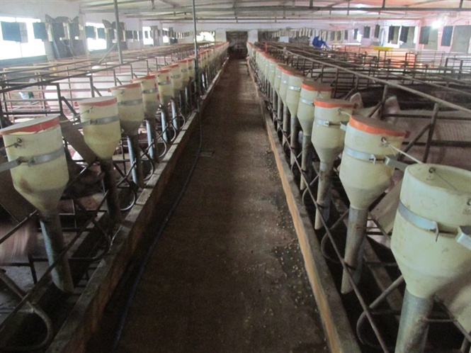 09-05-41_trng_tri_nuoi_lon_cu_nh_vu_xun_tinh