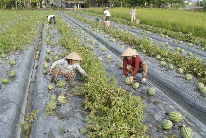 14-07-13_nh_sn_xut_nong_nghiep_gop_phn_xy_dung_ntm_o_huyen_lp_vo
