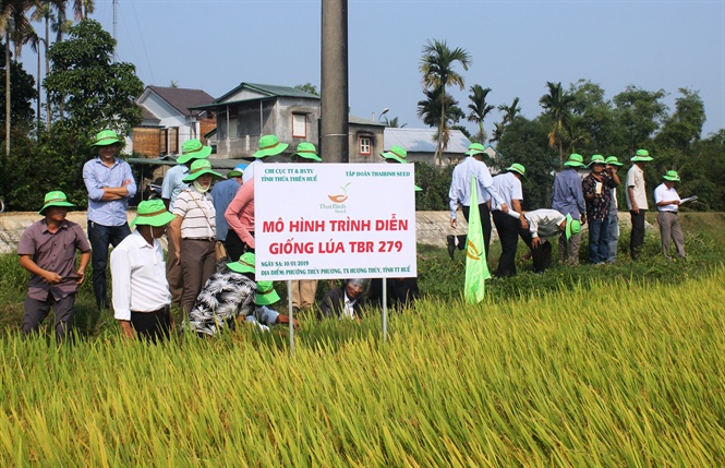 10-50-13_mo_hinh_trinh_dien_giong_lu_cht_luong_co_ti_htx_thuy_phuong
