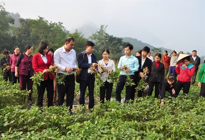 lc-tqung113934900