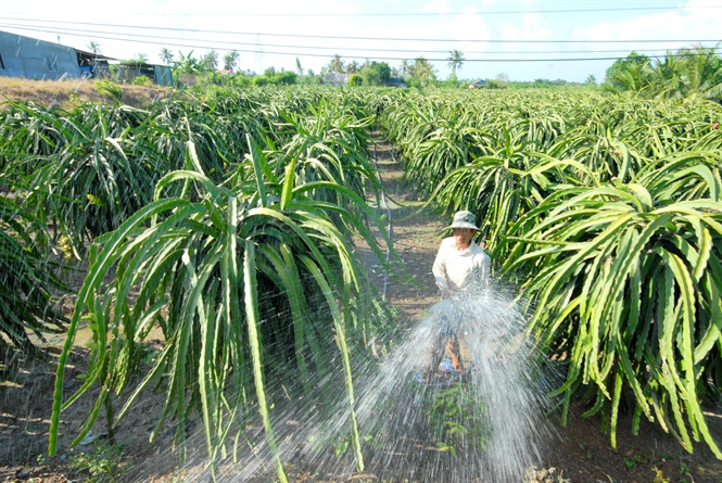 09-40-50_nh_chm_soc_vuon_cy_n_tri_trong_mu_kho_o_dbscl