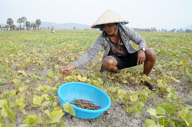 15-14-12_nh_4_ti_dbscl_nhiet_do_co_noi_tren_38_do_c_gy_nh_huong_rt_lon_den_sx_nong_nghiep_cu_nong_dn