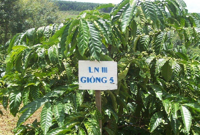 17-40-23_c_phe_giong_moi