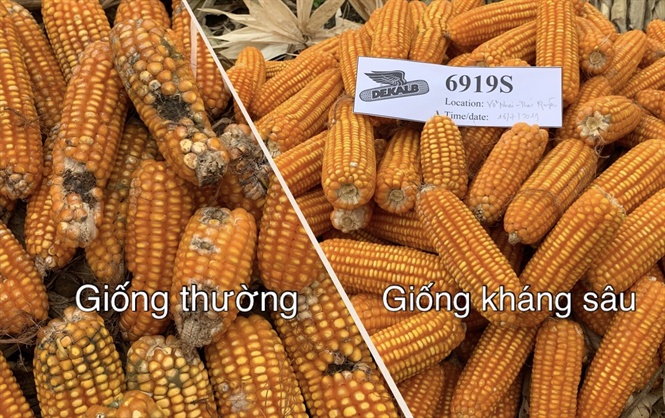 10-07-01_giong_thuong_-_giong_khng_su_thu_hoch