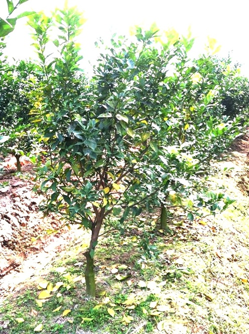 15-54-08_hinhcm